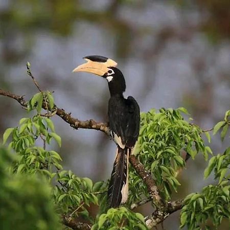 Sigiri Birds Hostel Sigiriya Luaran gambar