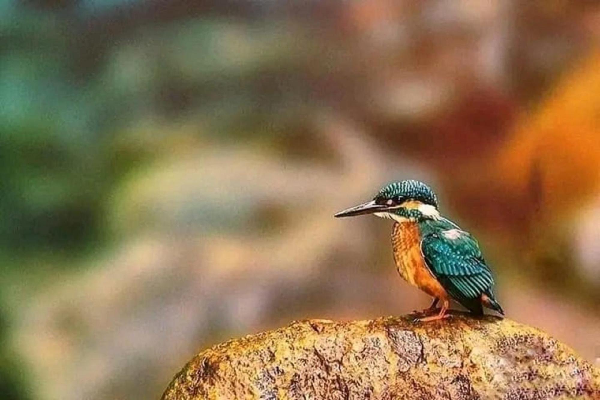 Sigiri Birds Hostel Sigiriya Luaran gambar