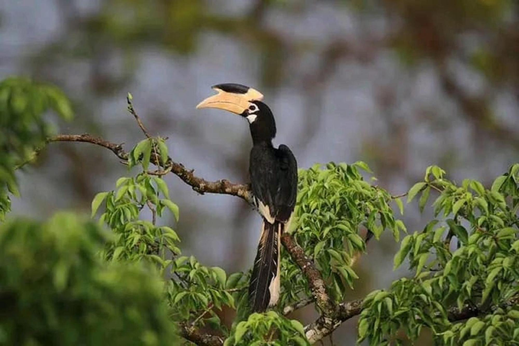 Sigiri Birds Hostel Sigiriya Luaran gambar